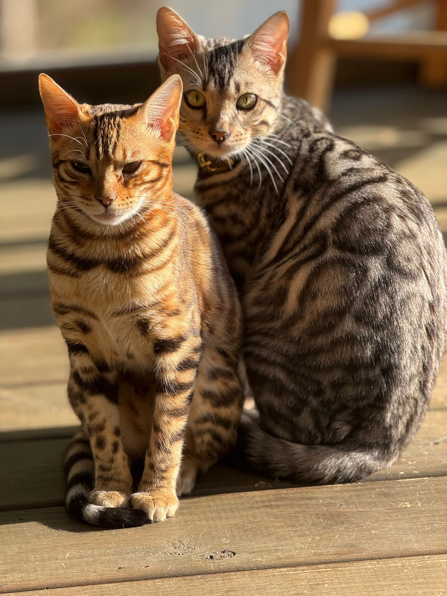 Golden and silver Bengal pair