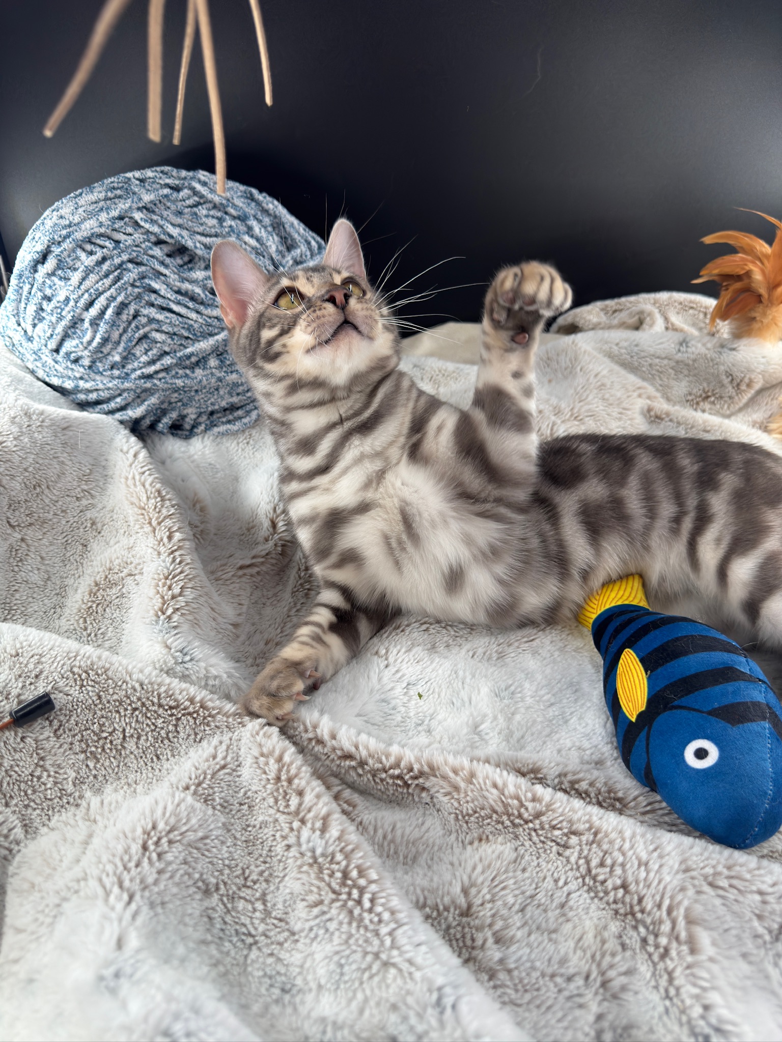 Cobalt Blue Bengal rolling