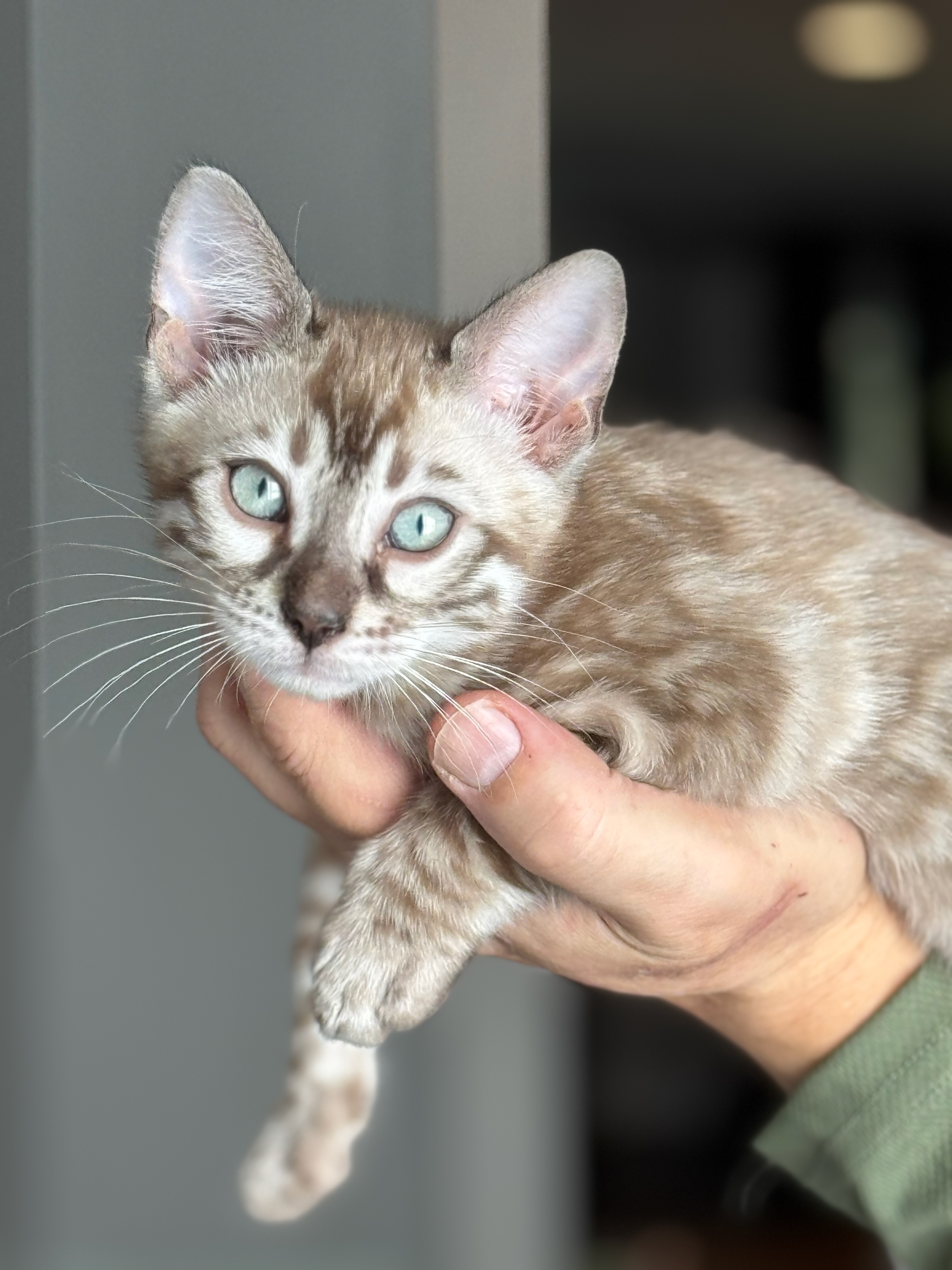 Of The Empress Bengal Kitten