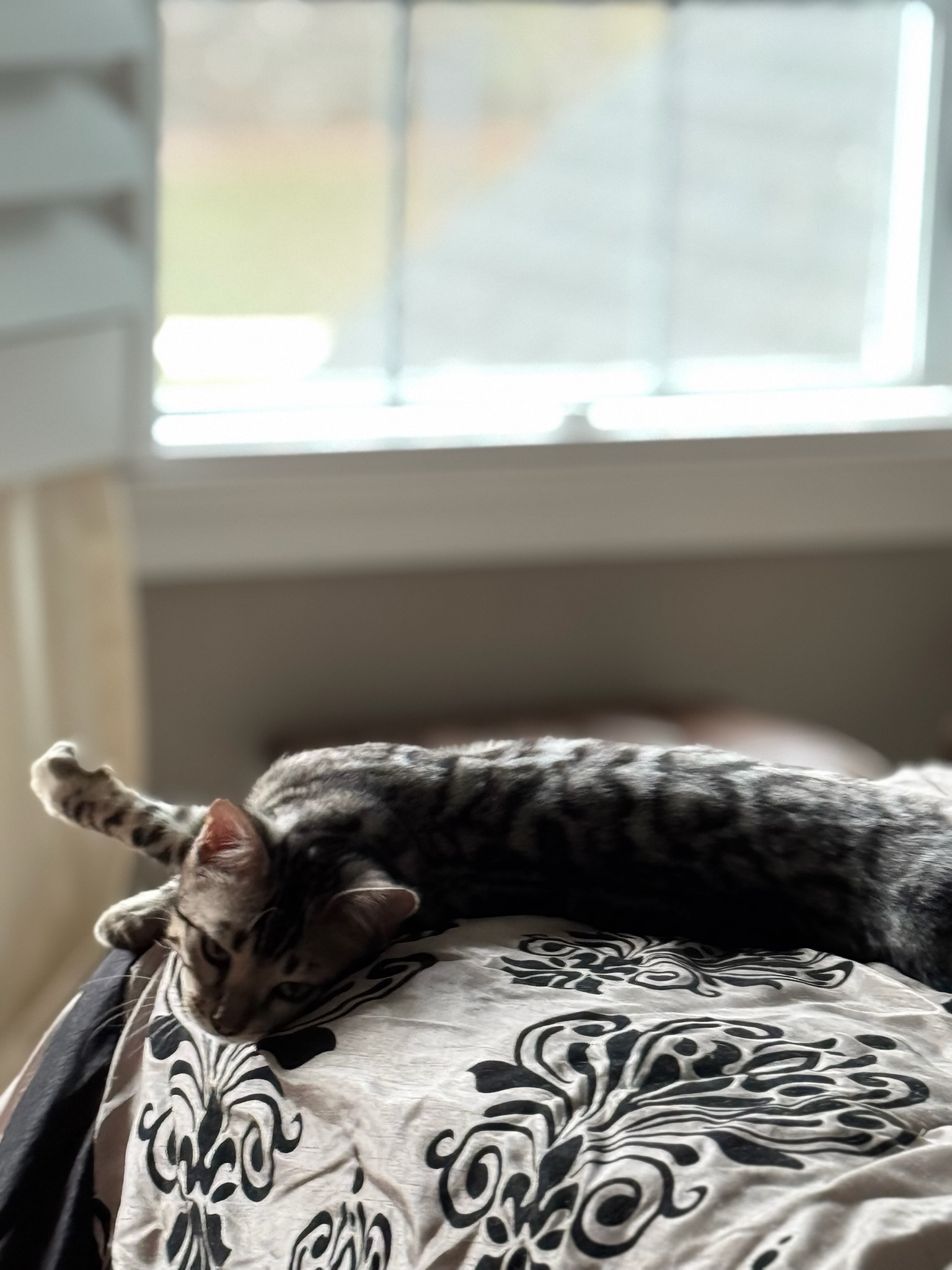 Silver Bengal kitten