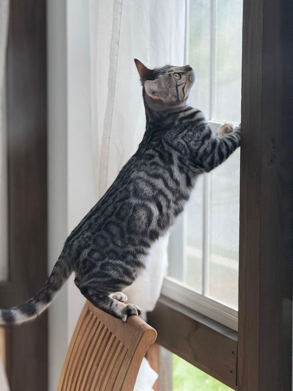 Silver Bengal at window