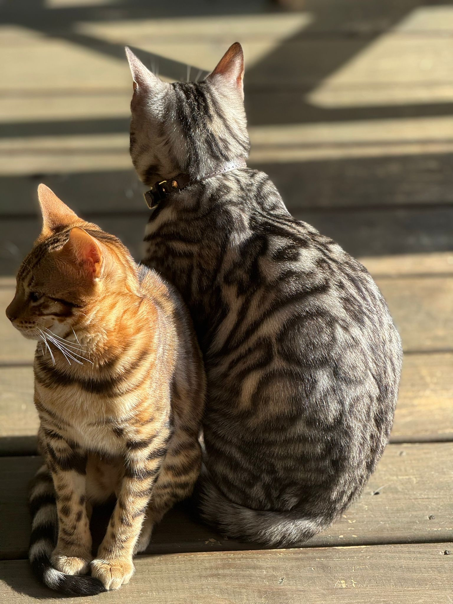 Bengal pair on sunny deck