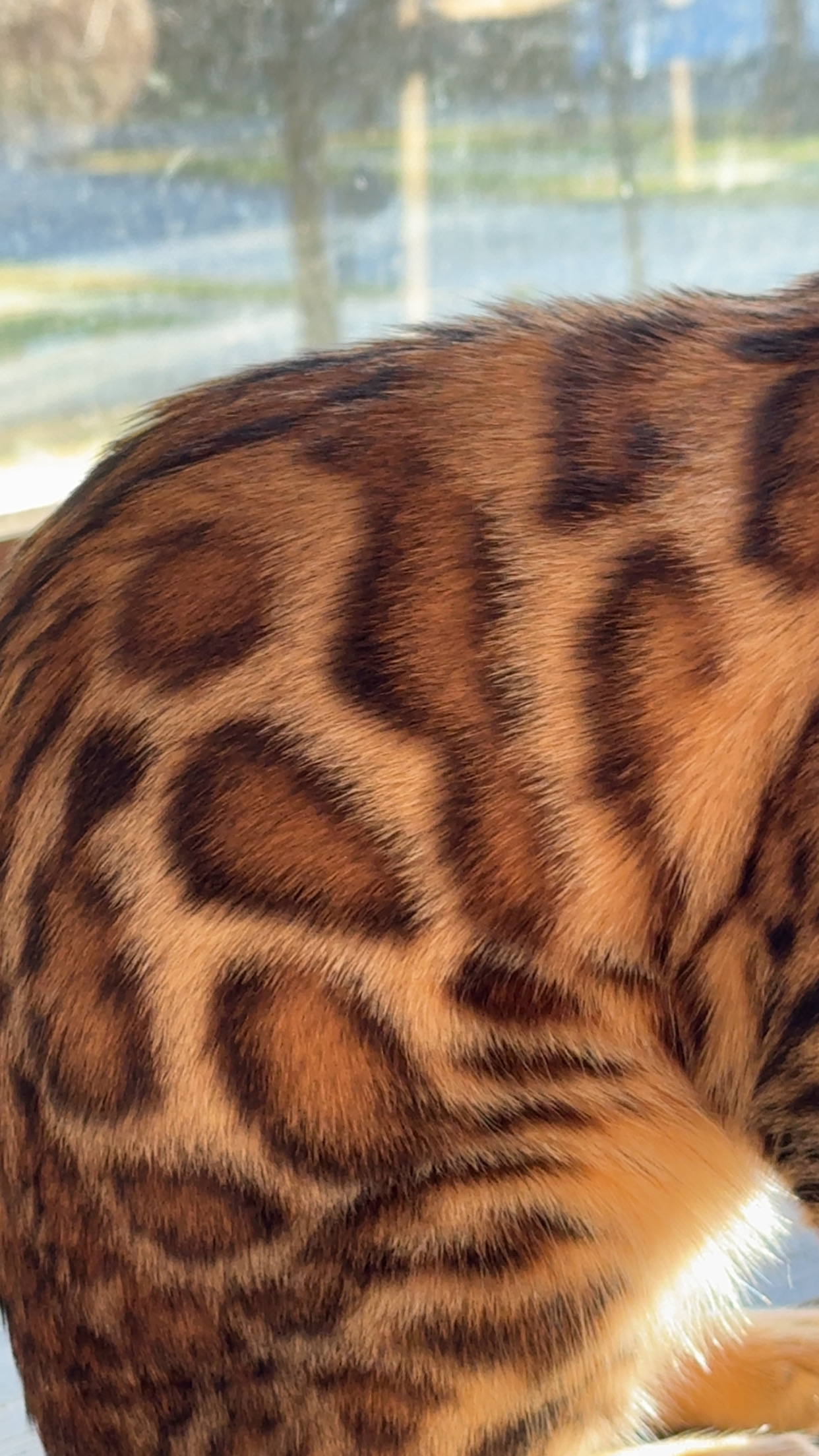 Bengal rosette pattern