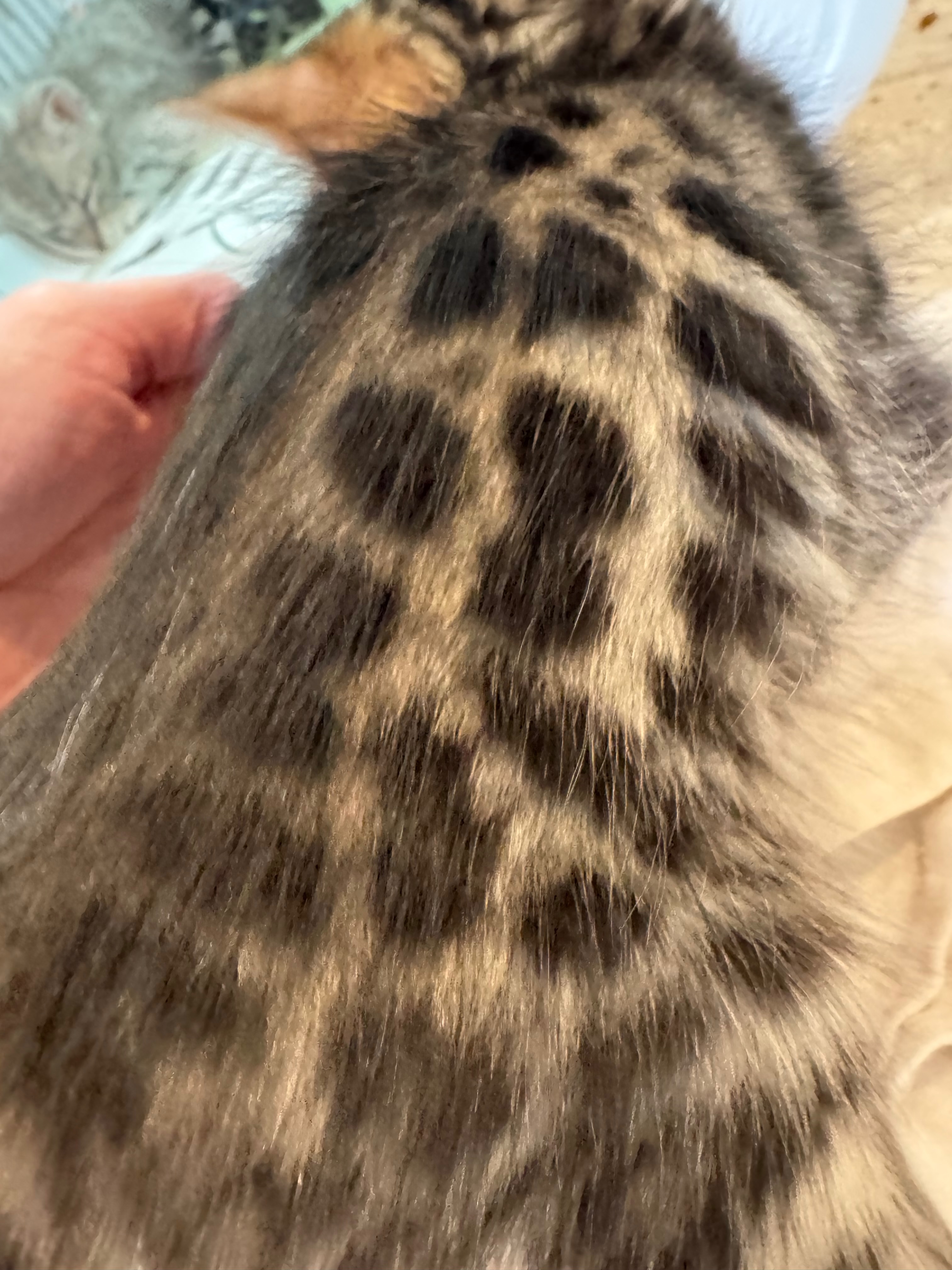 Bengal rosette coat close-up