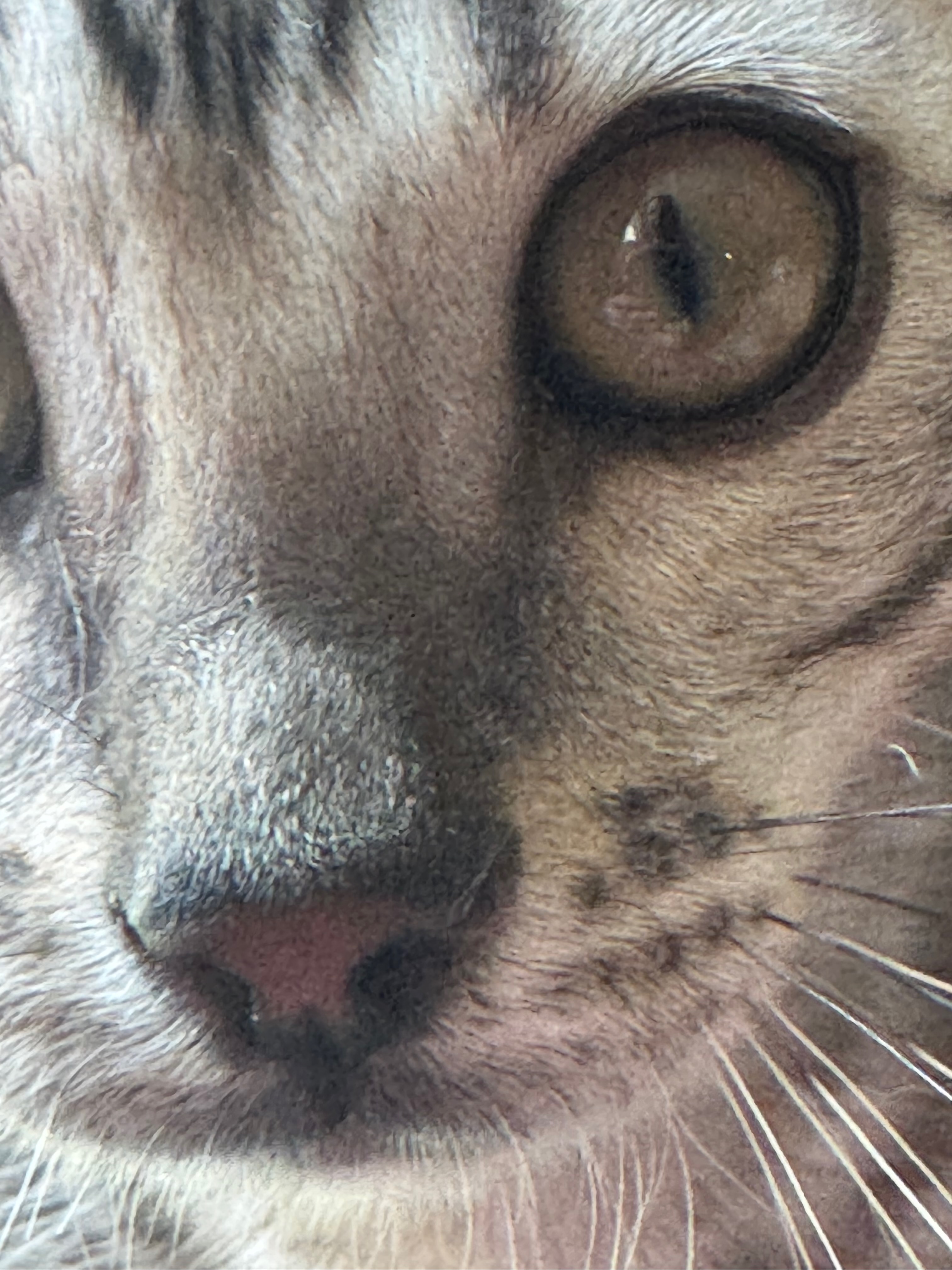Bengal cat eye close-up