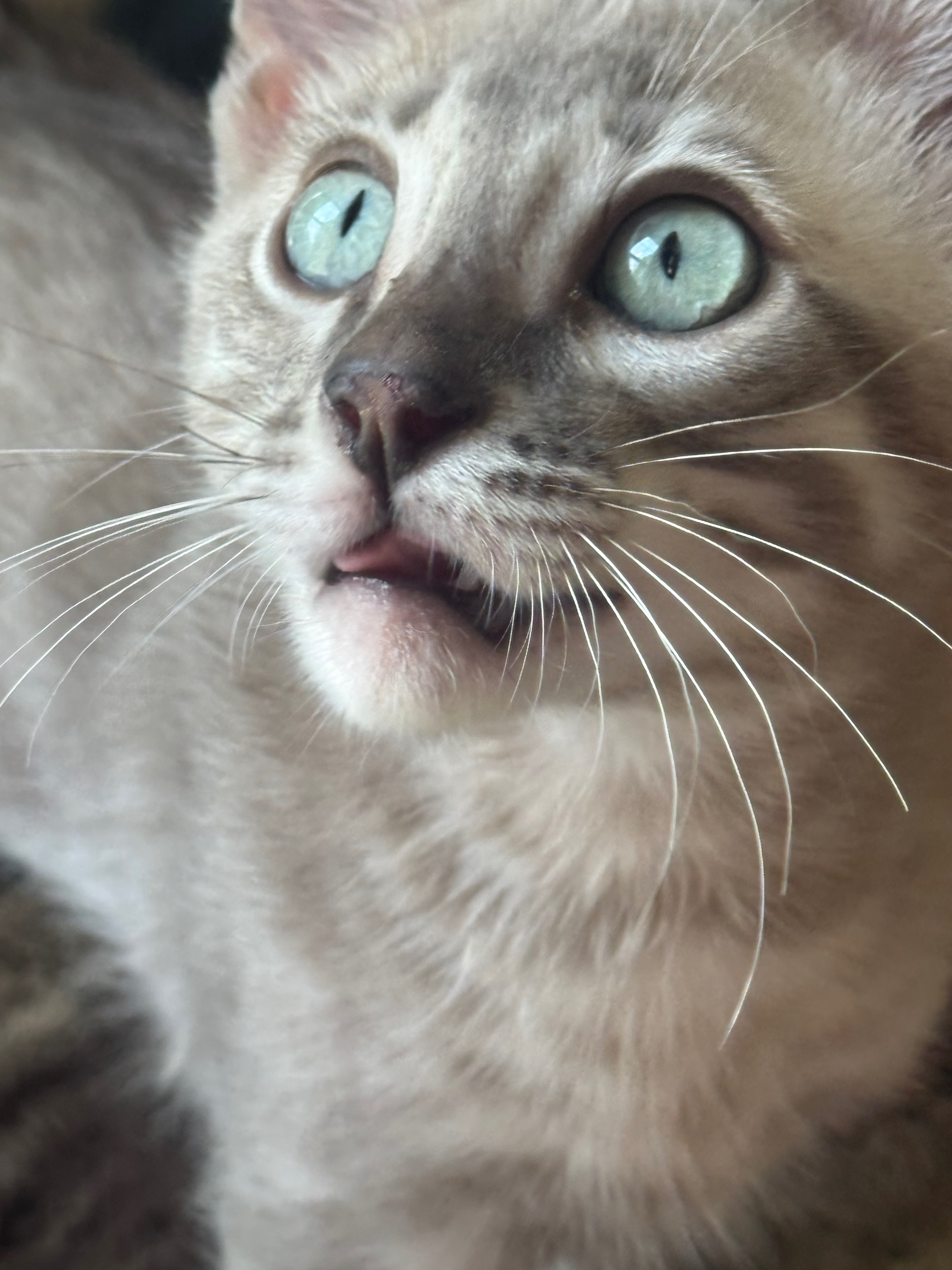 Bengal cat looking up