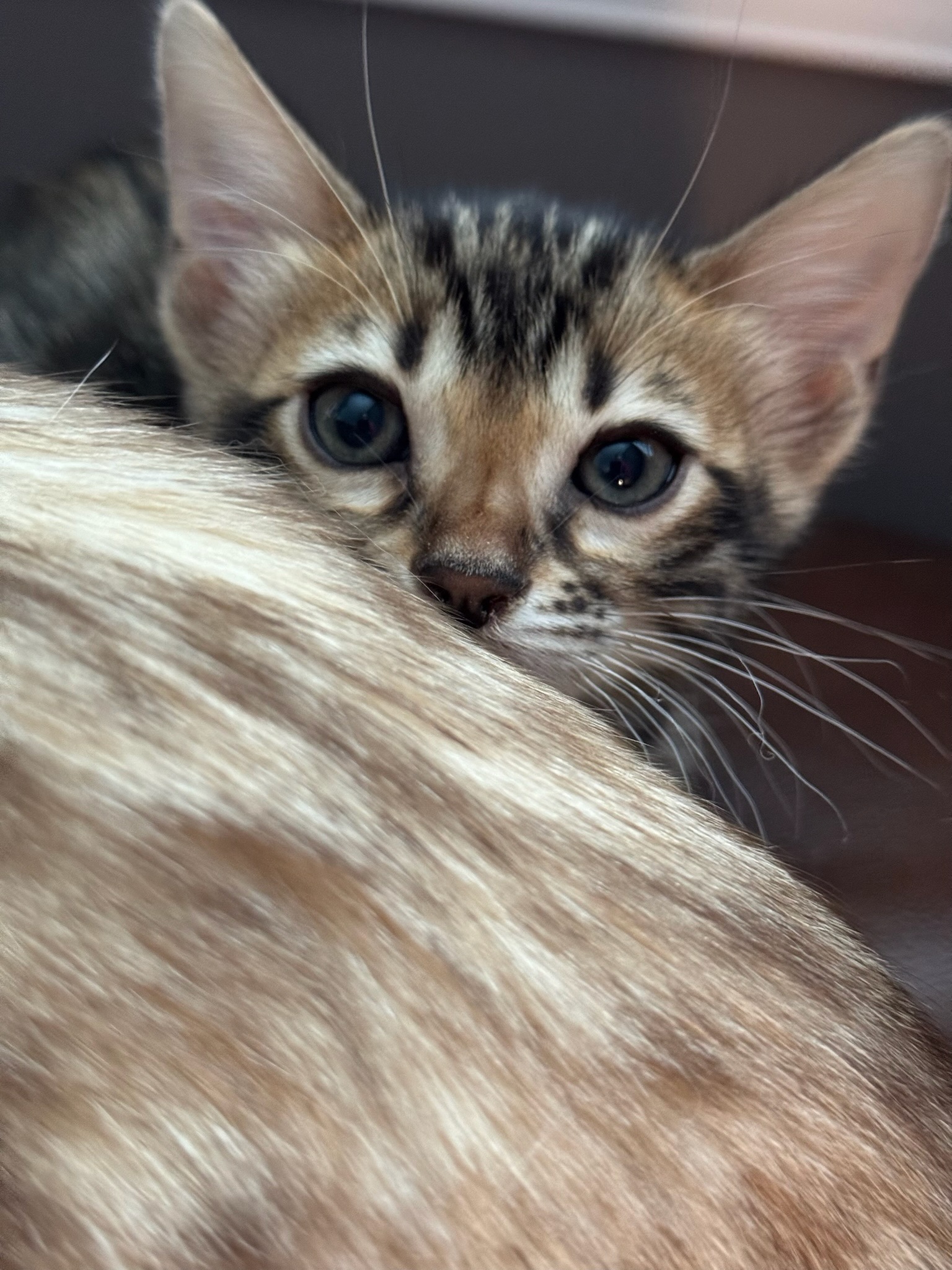 Bengal kitten peeking