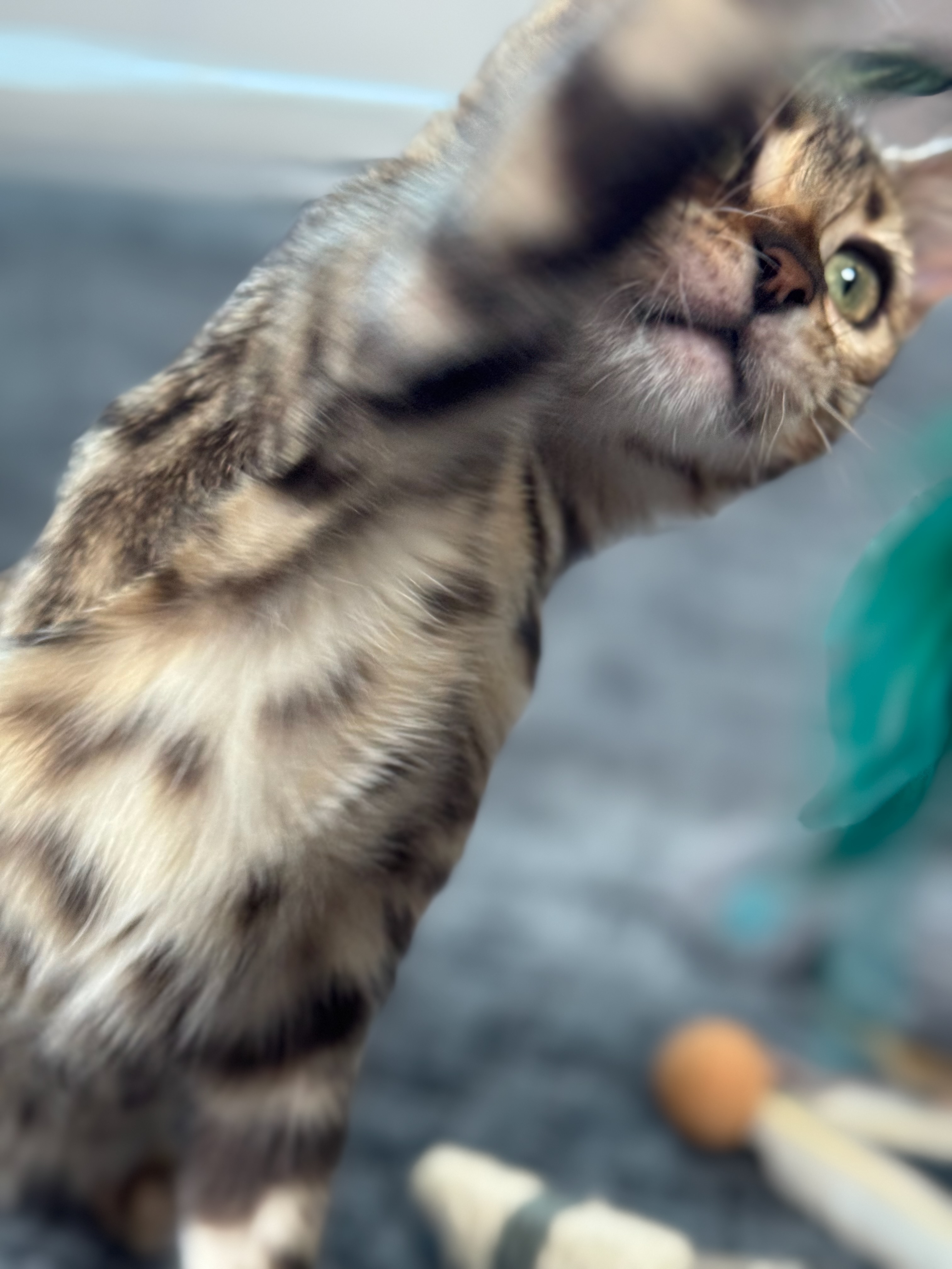 Bengal kitten reaching