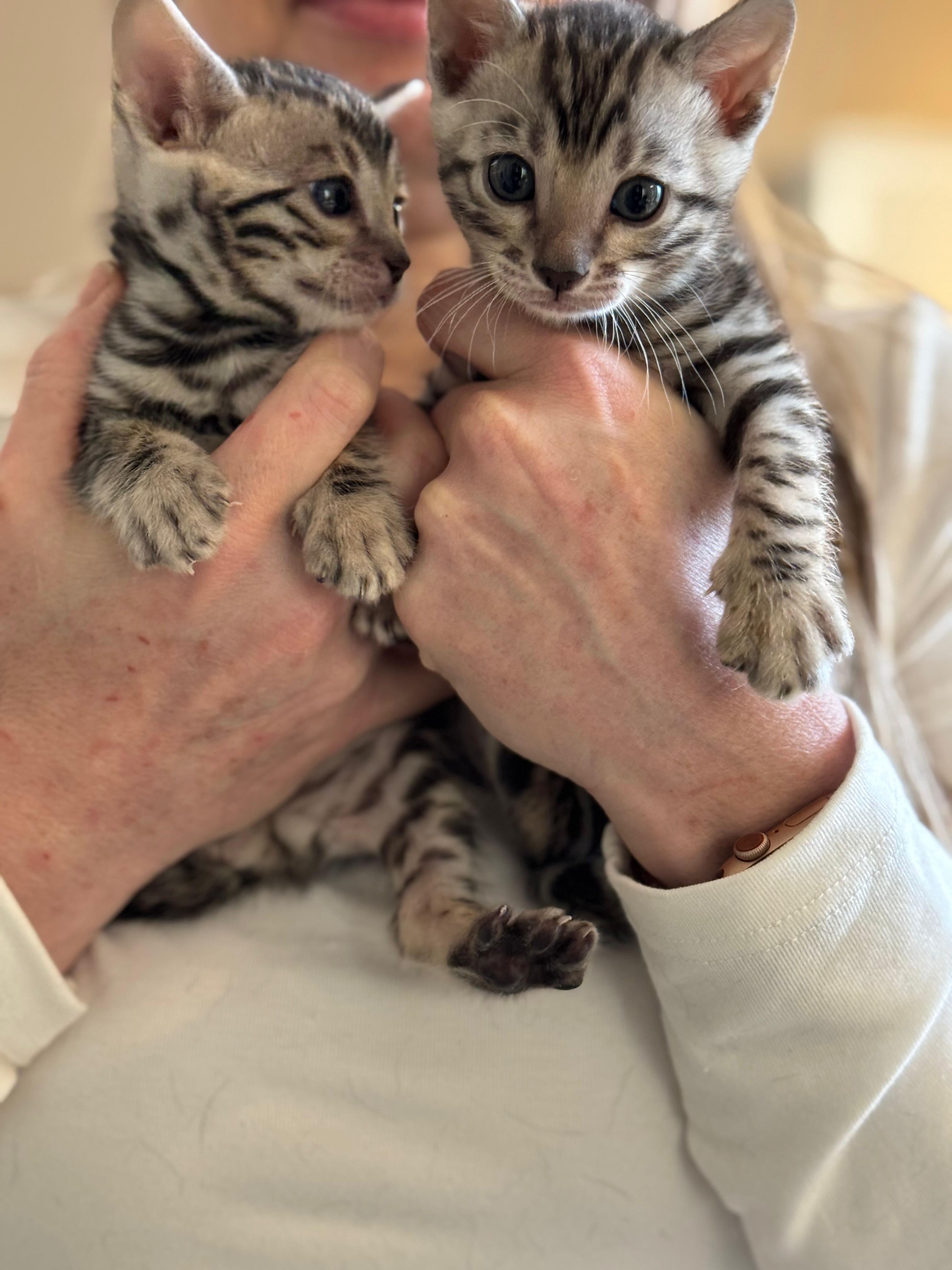 Two Bengal kittens held up