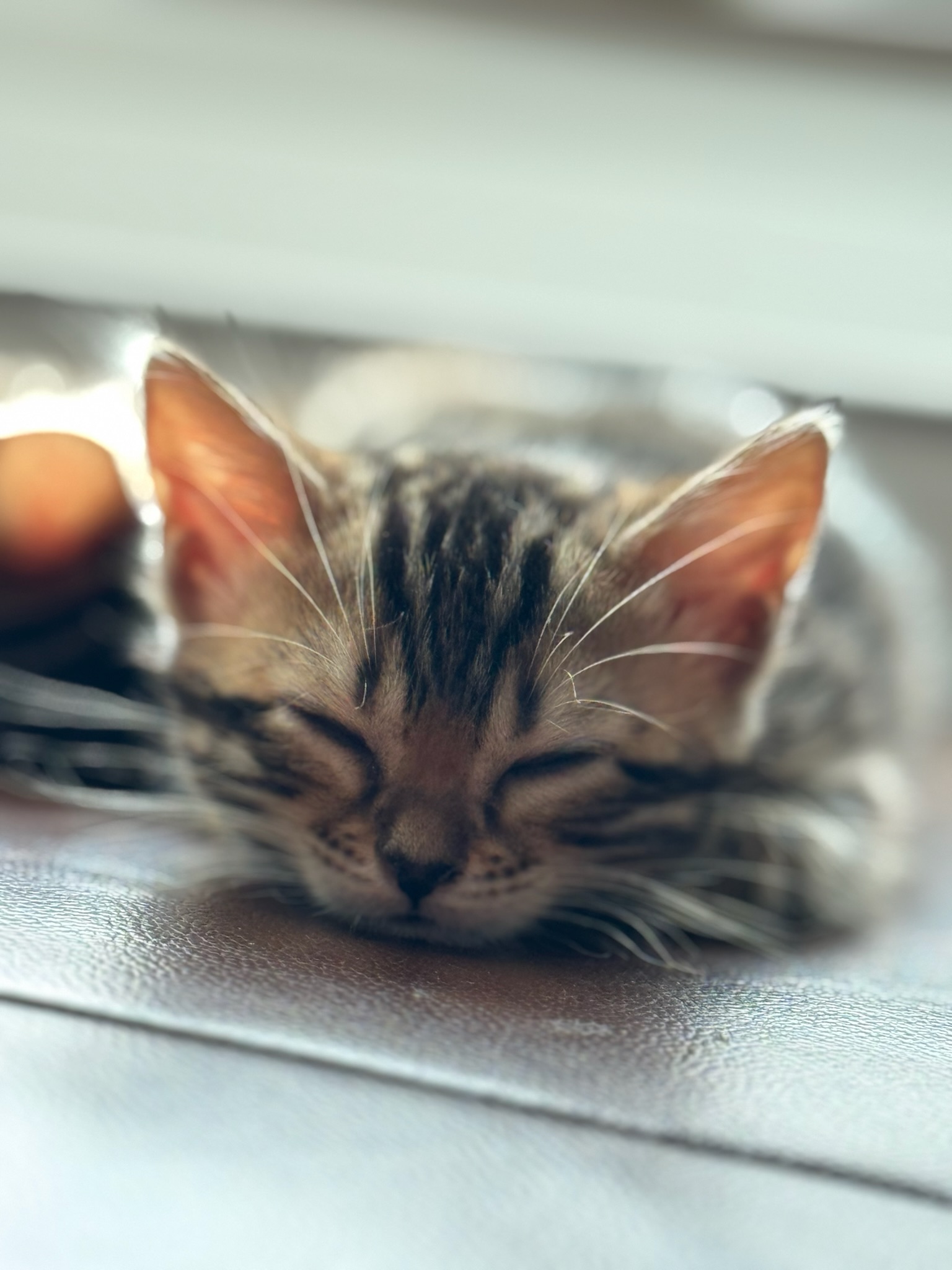 Newborn Bengal kitten