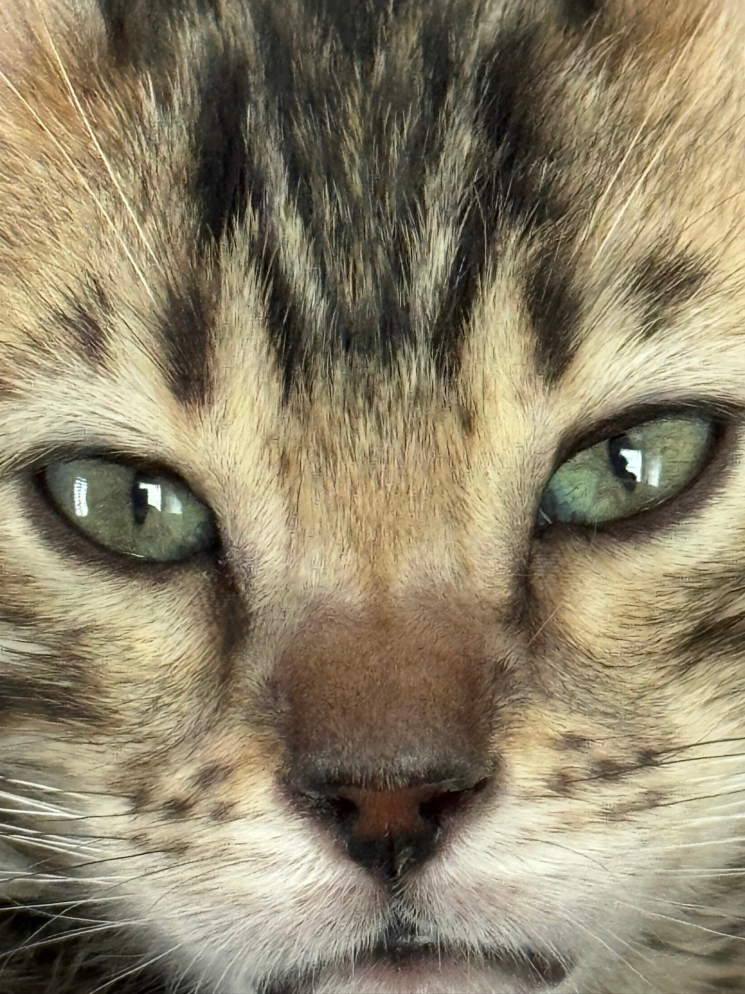 Bengal with green eyes