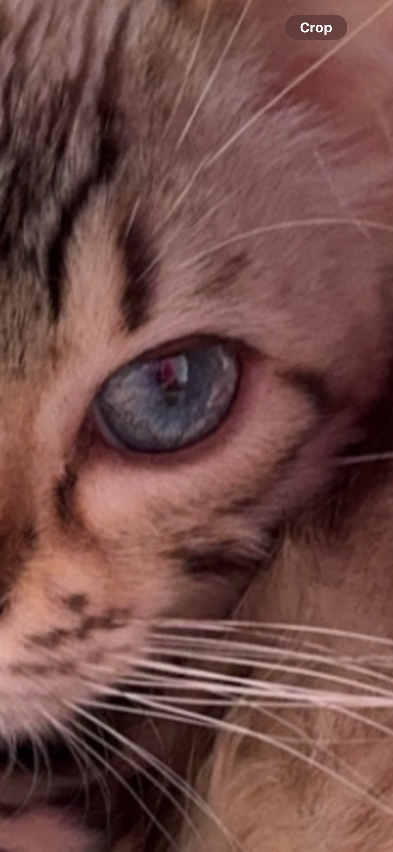 Bengal kitten blue eye