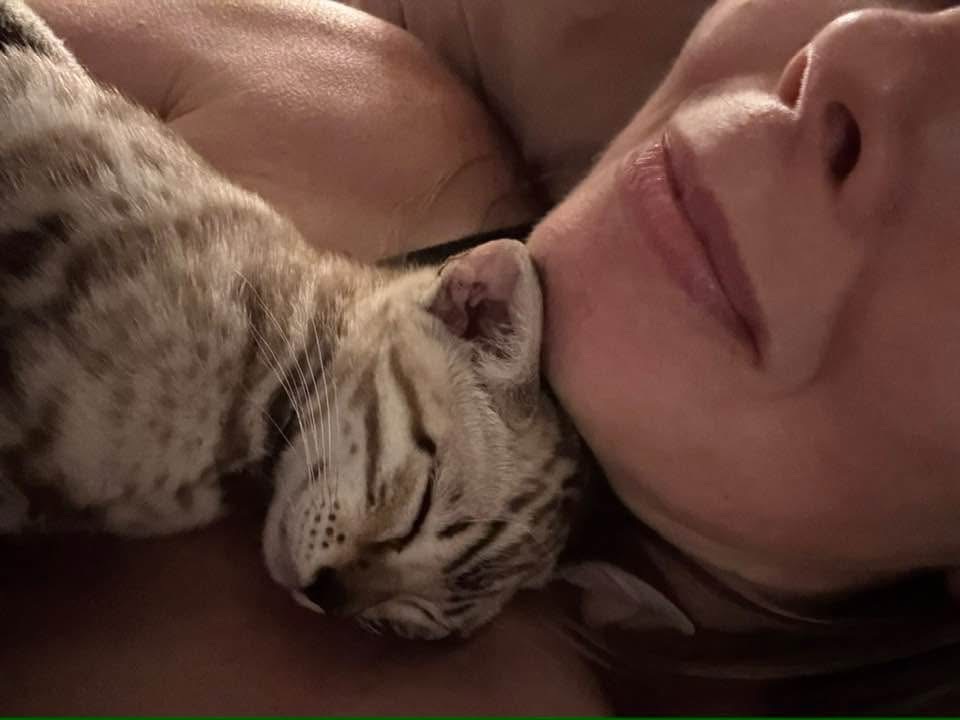 Of The Empress Bengal Cattery