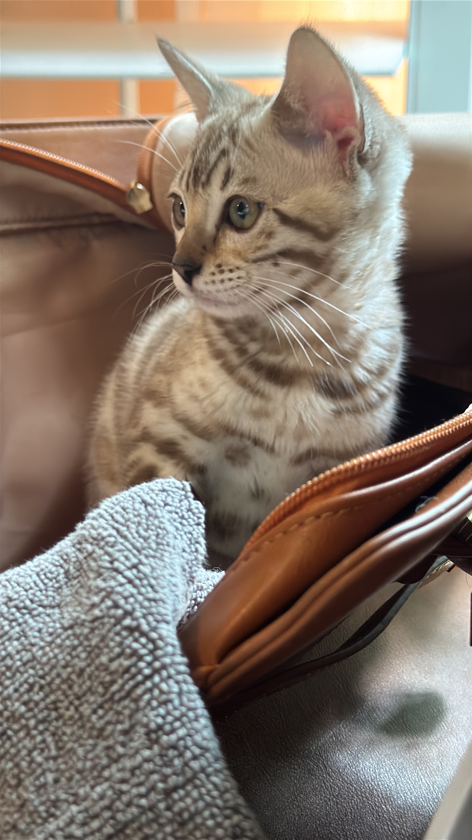 Snow Bengal kitten