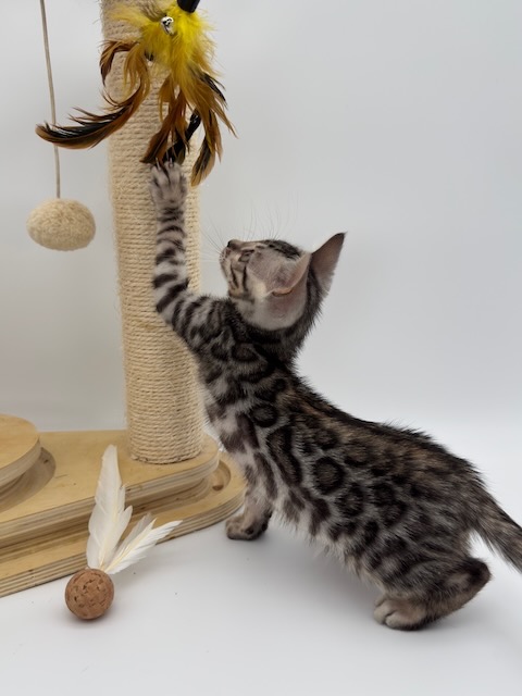 Bartacus — Silver Bengal