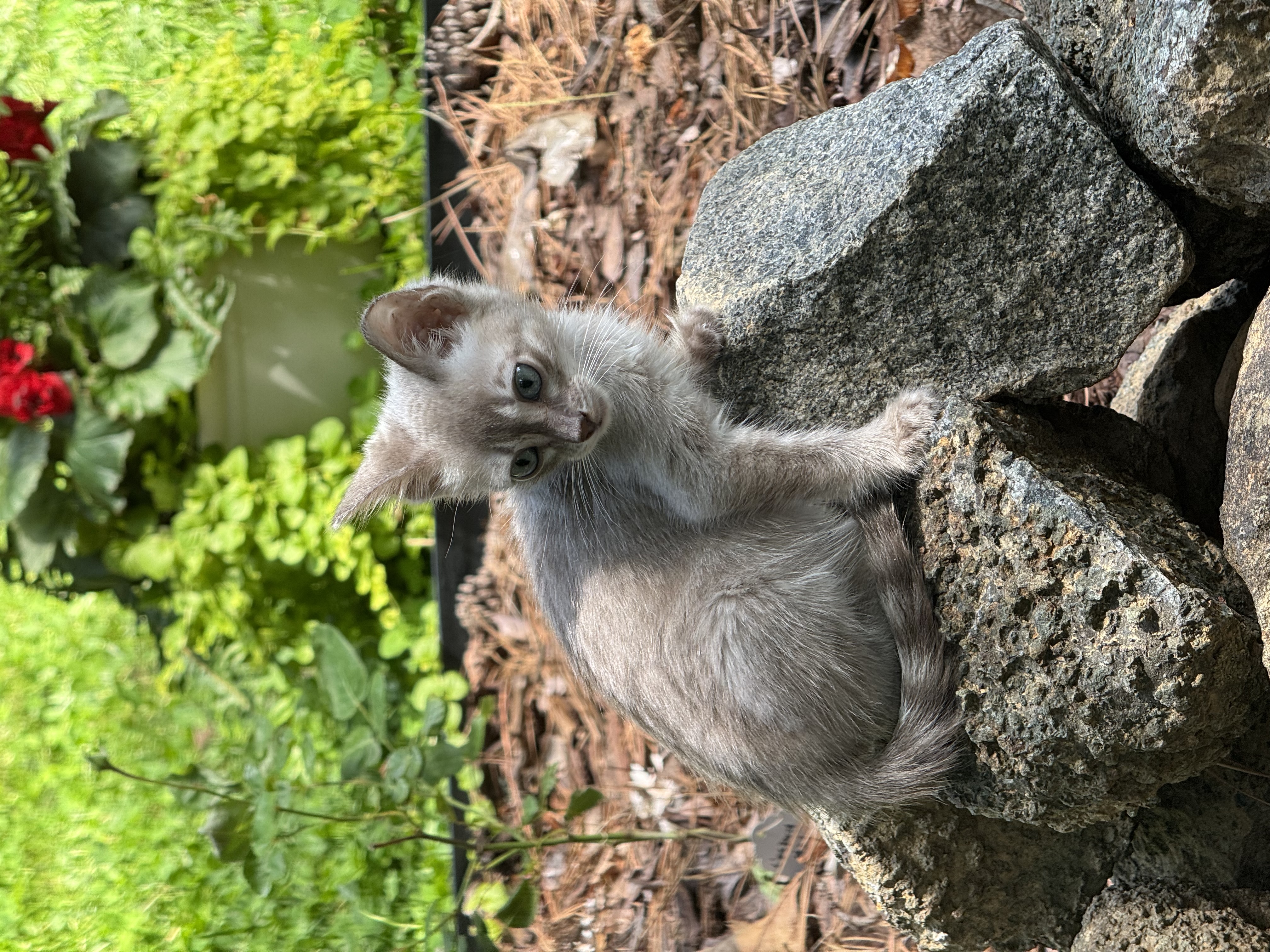 Charmaine — Snow Mink Bengal