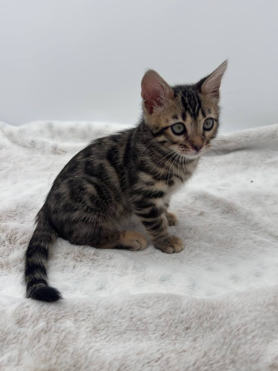 Dottie — Brown Bengal