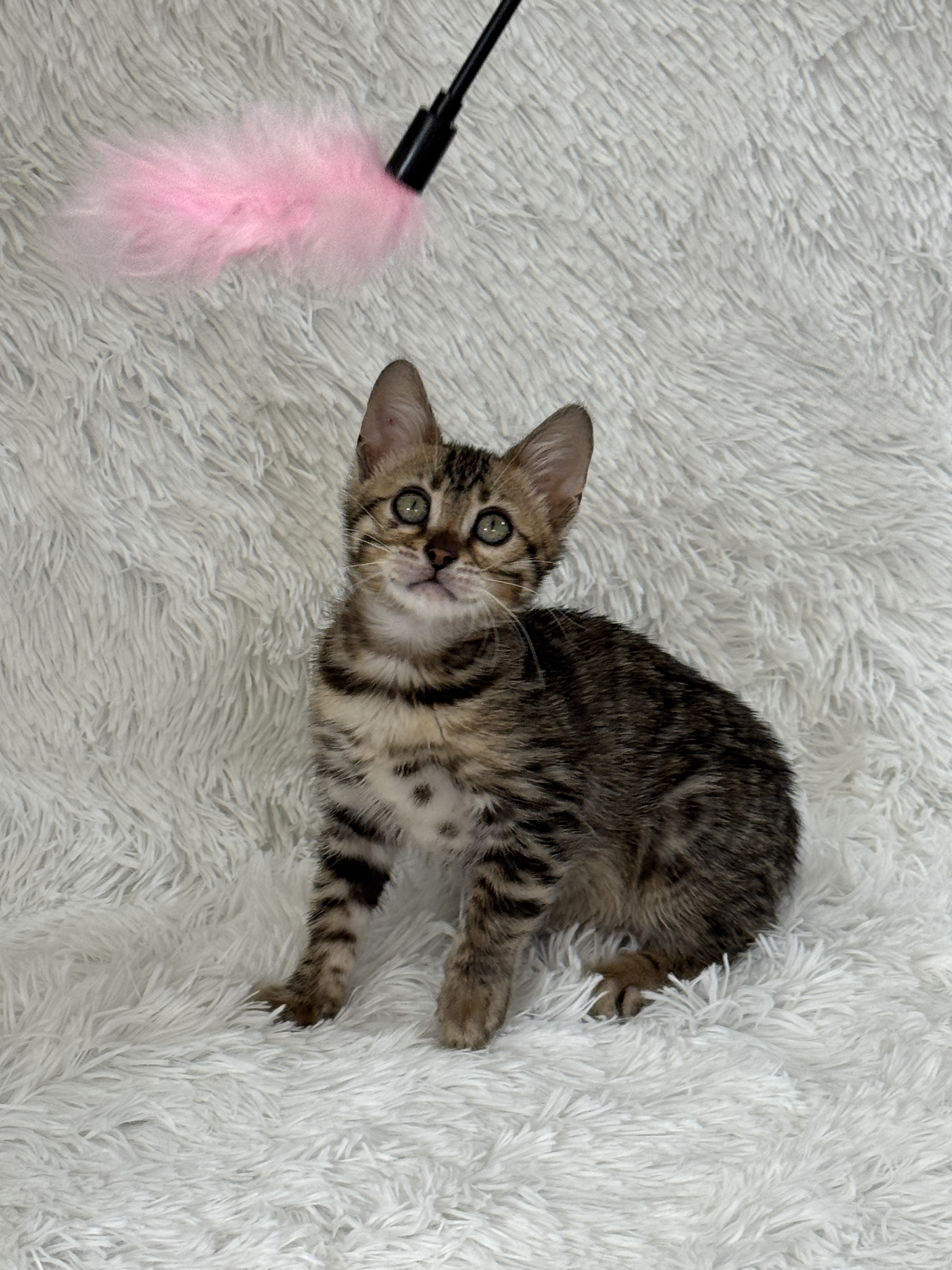 Duchess — Brown Bengal