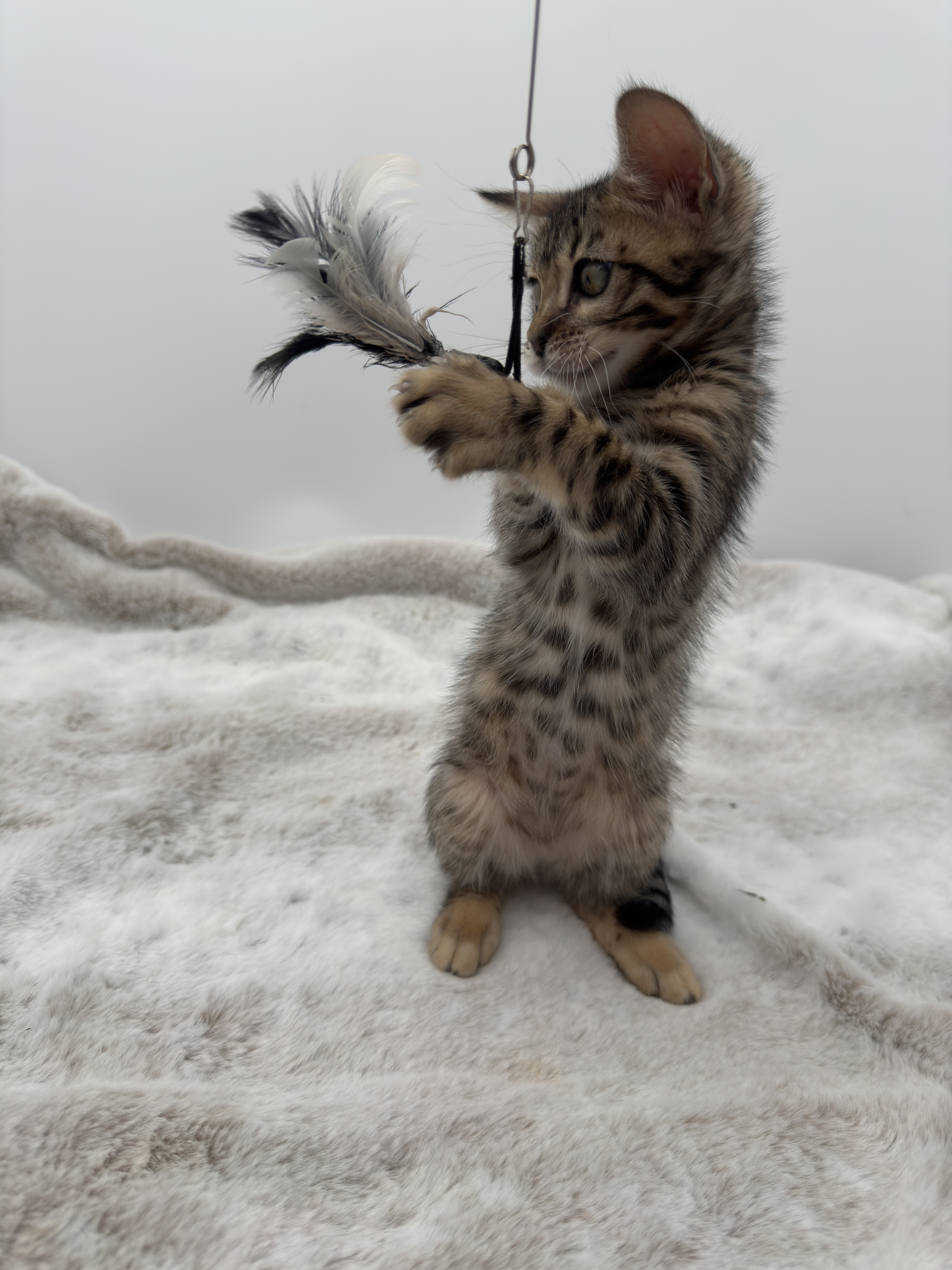 Eden — Brown Bengal