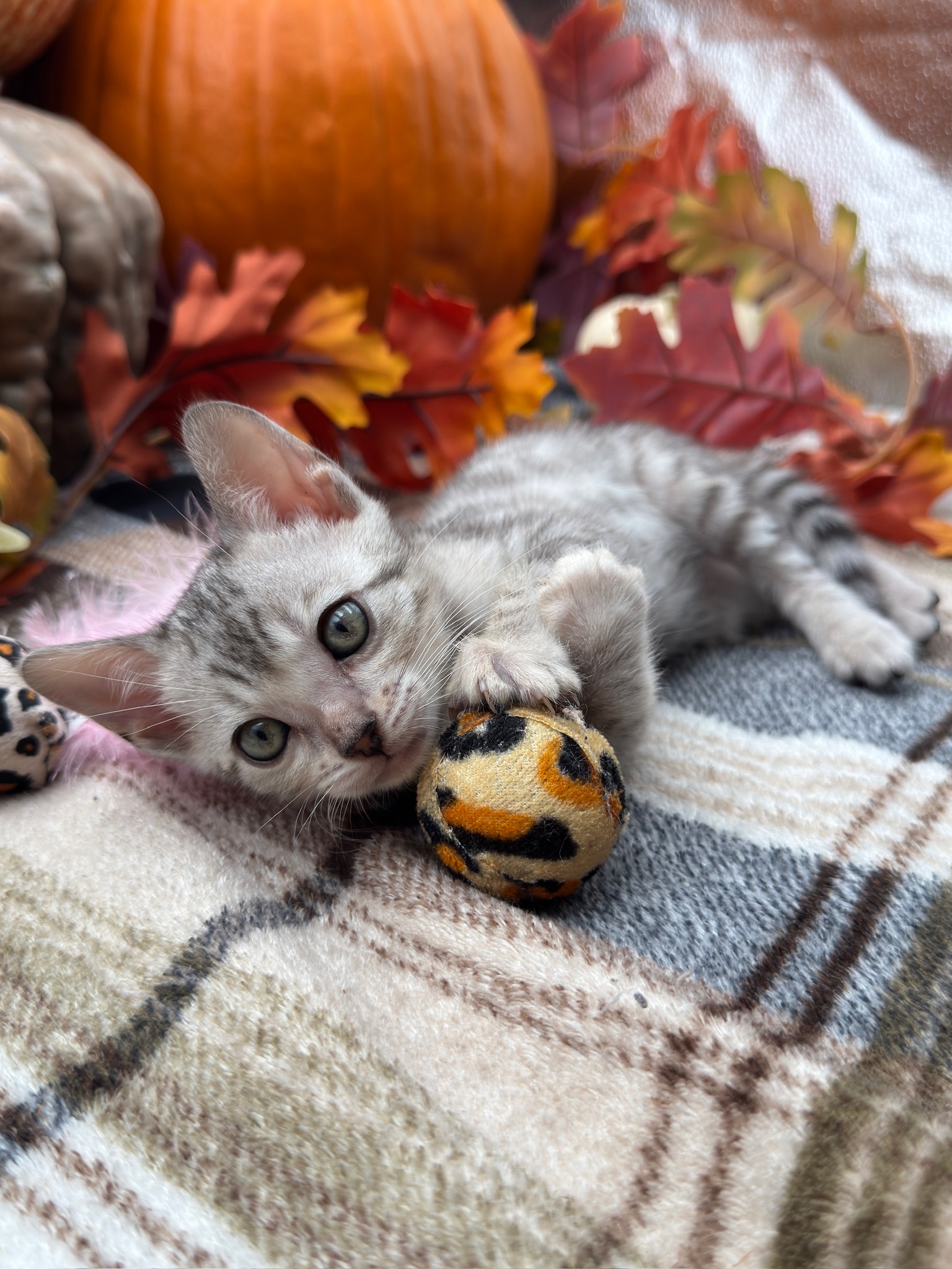 Fandral — Silver Bengal