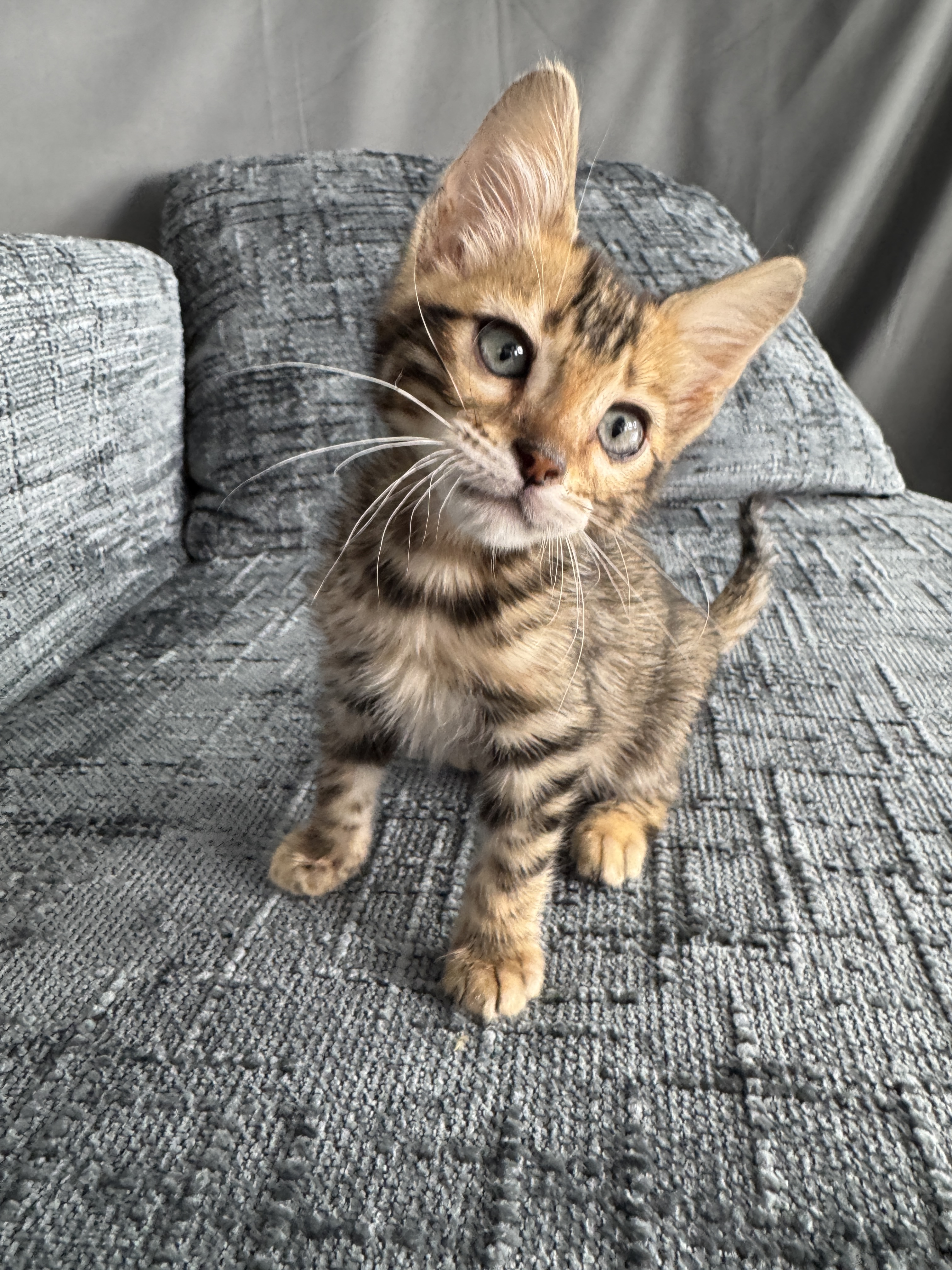 Hercules — Brown Bengal