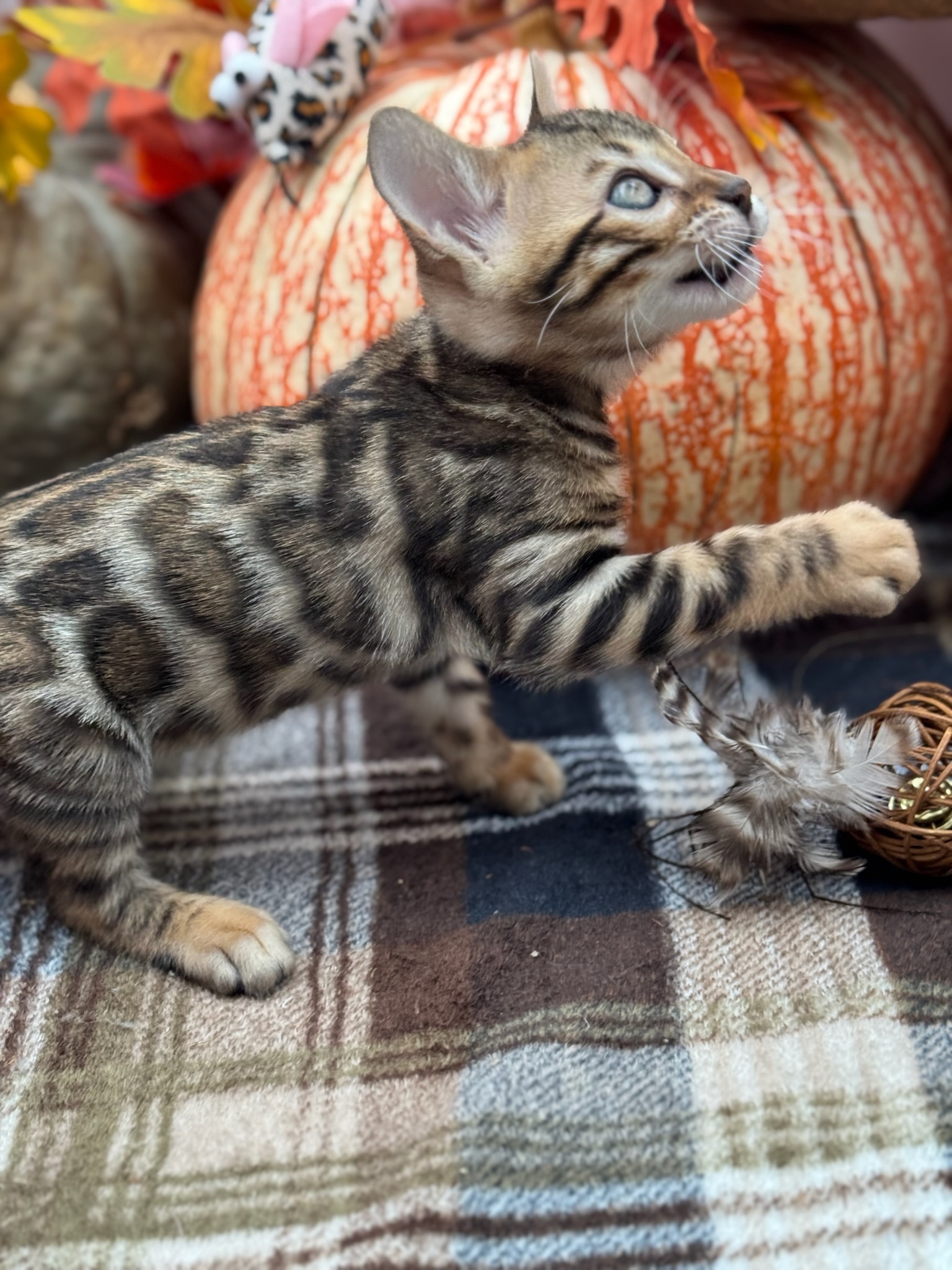 Loki — Brown Bengal