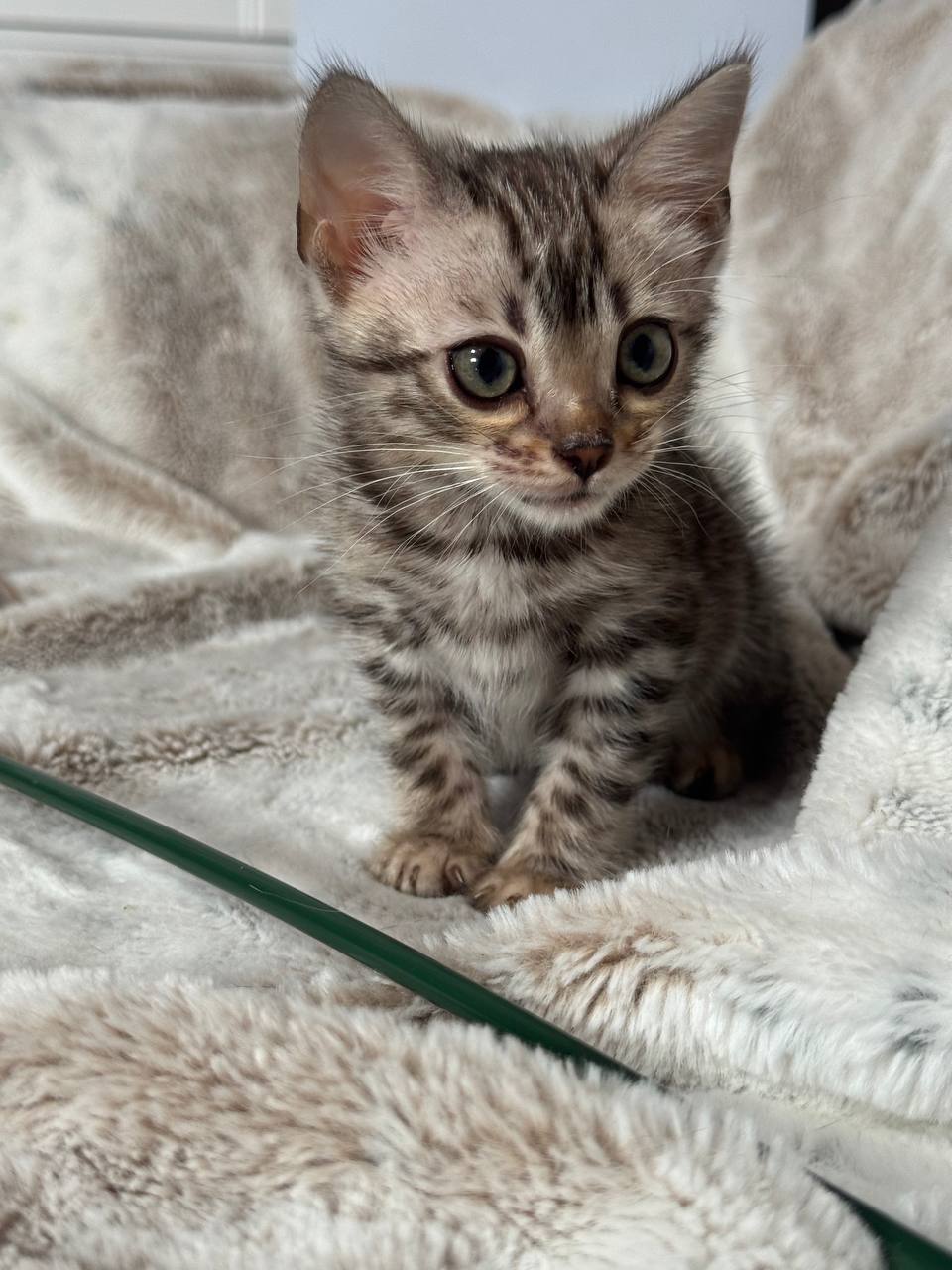 Nova — Silver Bengal