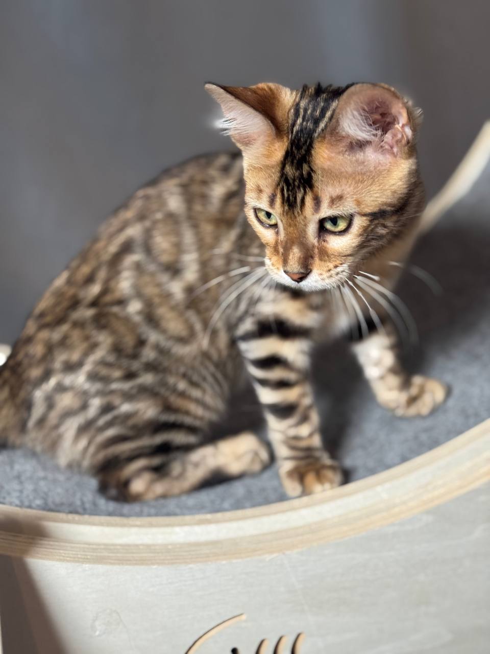 Talon — Charcoal Bengal