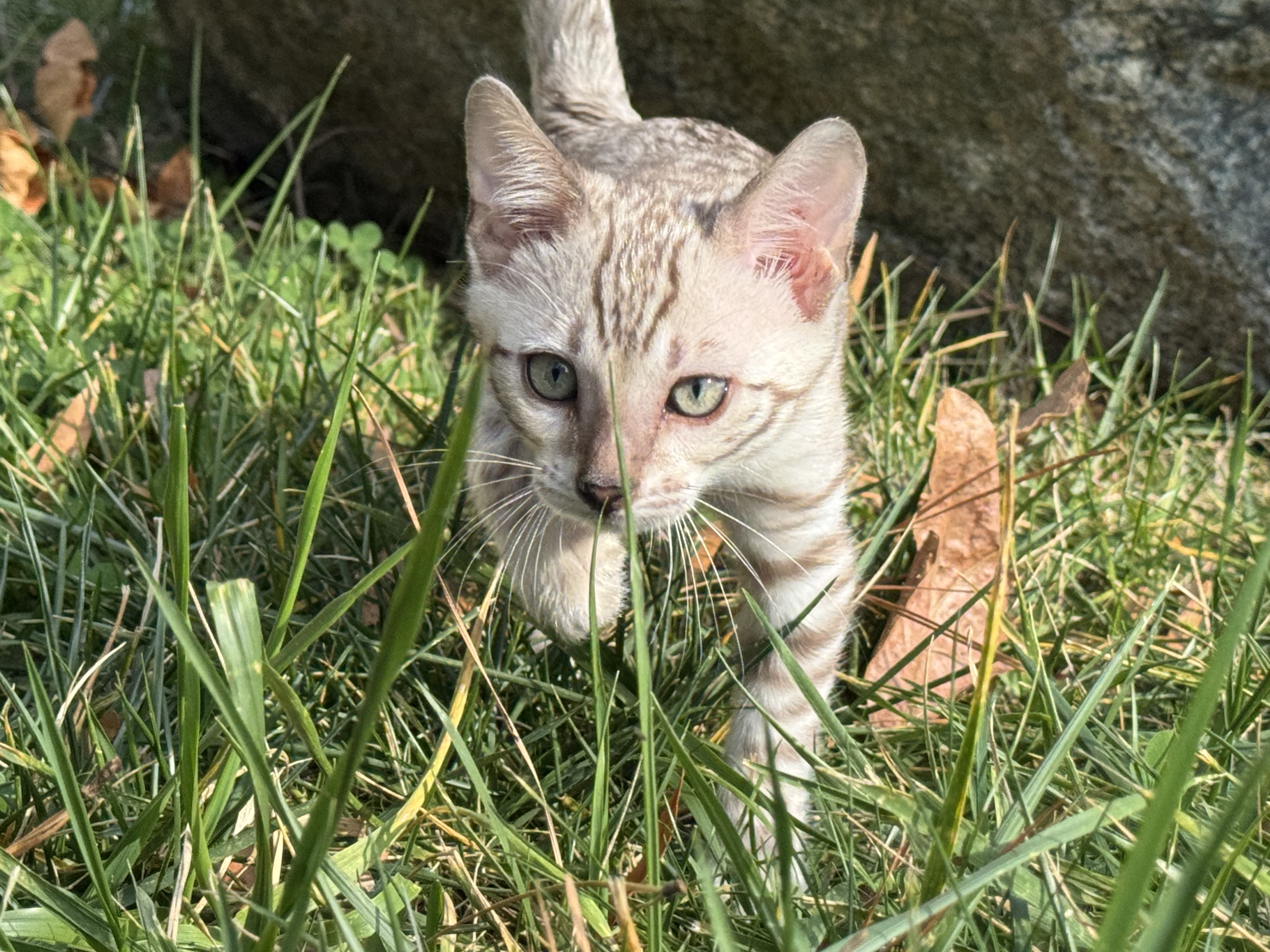 Thor — Snow Mink Bengal