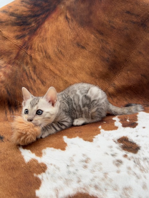 Rune — Seal Mink Spotted Tabby Male Bengal kitten