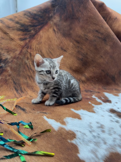 Serenelle — Black Silver Spotted Tabby Female Bengal kitten